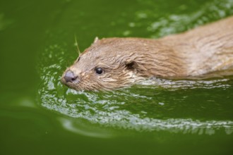 Eurasian otter (Lutra lutra) swimming in the water, Bavaria, Germany
