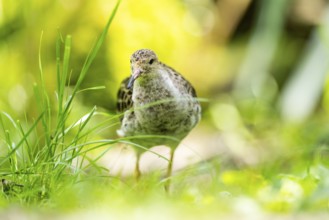 Ruff (Calidris pugnax) female standing on a meadow, captive, Zoo Augsburg, Germany