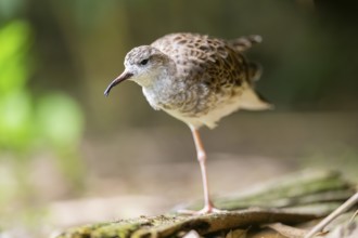 Ruff (Calidris pugnax) female standing on the ground, captive, Zoo Augsburg, Germany