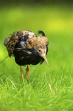 Ruff (Calidris pugnax) male standing on a meadow, captive, Zoo Augsburg, Germany