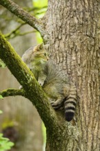 European wildcat (Felis silvestris) on a tree, Bavaria, Germany