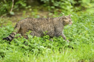 European wildcat (Felis silvestris) walking on a meadow, Bavaria, Germany