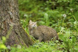 European wildcat (Felis silvestris) on the ground, Bavaria, Germany