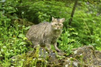 Common raccoon (Procyon lotor) on the edge of a little lake, Bavaria, Germany