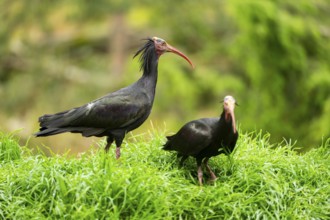 Northern bald ibis (Geronticus eremita) sitting on a meadow, Bavaria, Germany