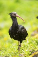 Northern bald ibis (Geronticus eremita) walking on a meadow, Bavaria, Germany