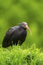Northern bald ibis (Geronticus eremita) sitting on a meadow, Bavaria, Germany