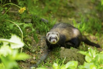 Ferret (Mustela putorius furo) on a rock, Bavaria, Germany