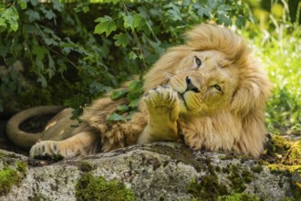 Southern African lion (Panthera leo melanochaita) male, lying on a rock, captive, Zoo Augsburg,