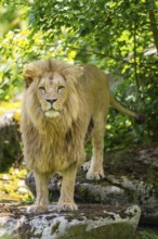Southern African lion (Panthera leo melanochaita) male, standing on a rock, captive, Zoo Augsburg,