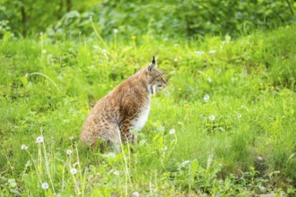 Eurasian lynx (Lynx lynx) sitting in the grass, Bavaria, Germany