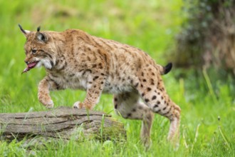 Eurasian lynx (Lynx lynx) jumping over a tree trunk in the grass, Bavaria, Germany