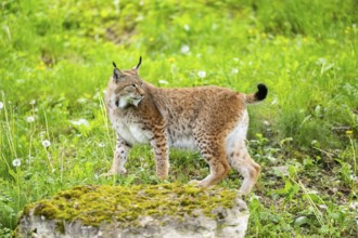Eurasian lynx (Lynx lynx) standing on a rock, Bavaria, Germany