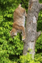 Eurasian lynx (Lynx lynx) jumoing from a tree, Bavaria, Germany