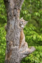 Eurasian lynx (Lynx lynx) climbing a tree, Bavaria, Germany