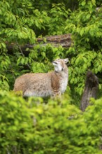 Eurasian lynx (Lynx lynx) standing in a forest, Bavaria, Germany