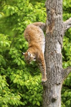 Eurasian lynx (Lynx lynx) jumping from a tree, Bavaria, Germany