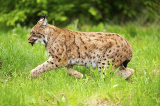 Eurasian lynx (Lynx lynx) running in the grass, Bavaria, Germany