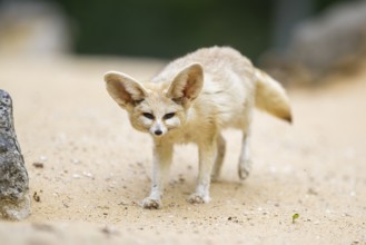 Fennec fox (Vulpes zerda) walking in the sand, captive, Zoo Augsburg, Bavaria, Germany