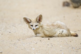 Fennec fox (Vulpes zerda) lying in the sand, captive, Zoo Augsburg, Bavaria, Germany