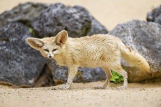 Fennec fox (Vulpes zerda) standing in the sand, captive, Zoo Augsburg, Bavaria, Germany