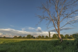 The golden hour illuminates a peaceful pasture with a bare tree and dense greenery. The sky is