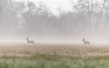At early dawn, two deer can be seen moving gracefully across a wide open field surrounded by
