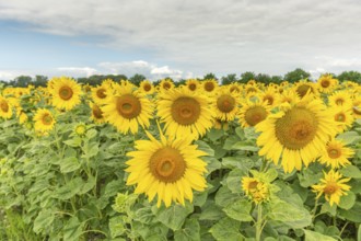 A bright field of sunflowers stretches to the horizon, their yellow petals glowing in the soft