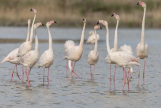 A group of flamingos in full courtship display in a wetland habitat on a clear day. The scene