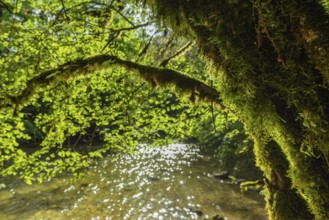 The sunlight filters through the vibrant green leaves and creates a warm glow over a calm river.