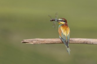 European bee-eater (Merops apiaster) with a flock in its beak on a branch in spring. Jechtingen,