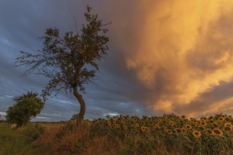 Sunflowers stretch across a peaceful field while a lone tree stands high above an awe-inspiring sky