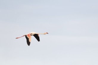 Flamingos glide gracefully through the sky over the wetland landscape of Saintes Maries de la Mer,