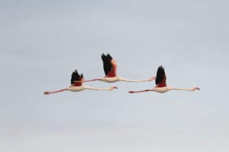 Flamingos glide gracefully through the sky above the wetland landscape of Saintes Maries de la Mer,