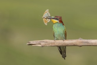 European bee-eater (Merops apiaster) with a butterfly in its beak on a branch in spring.