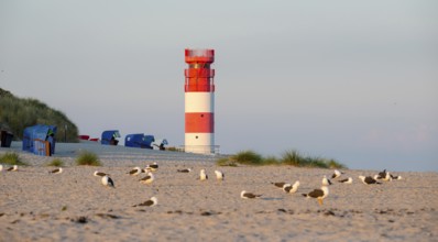 Red and white lighthouse on the beach surrounded by beach chairs, in the foreground a flock of