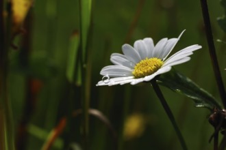 Daisies (Leucanthemum), close-up, flower, raindrop, white, pretty, Germany, On the white petal a