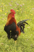 Domestic rooster in colourful flower meadow, free-range, organic farming, Lower Austria, Austria,