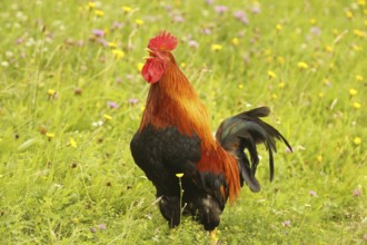 Domestic rooster crowing in colourful flower meadow, free-range, organic farming, Lower Austria,