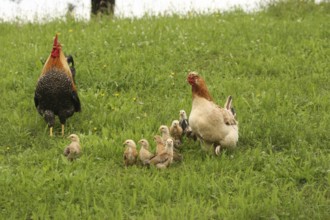 Domestic chicken, rooster and a few days old youngsters looking for food in a meadow, free-range,
