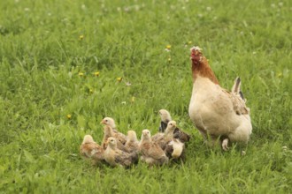 Domestic chicken with a few days old young ones looking for food in a meadow, free-range, organic