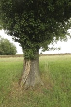 Ivy (Araliaceae) with arm-thick roots climbing up an old pear tree (Pyrus), Mostviertel, Lower