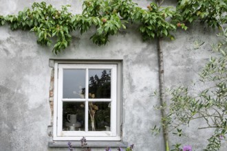 A window in an old wall with a peach tree and plants that creates a rural and rustic atmosphere,