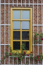 Yellow window with climbing rose, Province of Groningen, Netherlands