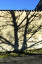 Long shadows of trees stretch across a textured wall, illuminated by soft morning sunlight. The