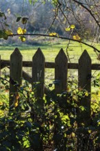 A wooden fence with pointed tops stands amidst vibrant green grass and foliage. The scene reflects