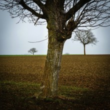 Two solitary trees rise from a barren field, their branches bare against the overcast sky. Limagne