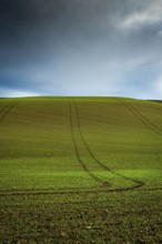A green field of wheat sprouts stretches towards the horizon, showing subtle tire tracks leading up
