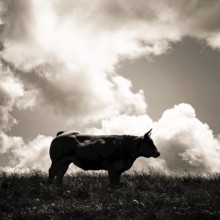 A solitary cow stands on a hilltop, silhouetted against the striking clouds of dusk, Cézallier,