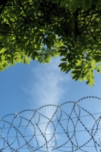 Bright green leaves create a natural frame against a vibrant blue sky, with a barbed wire fence